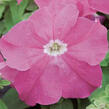 Petúnie velkokvětá 'Finity Rose' - Petunia grandiflora 'Finity Rose'