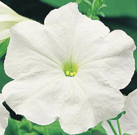 Petúnie velkokvětá 'Finity White' - Petunia grandiflora 'Finity White'