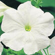 Petúnie velkokvětá 'Finity White' - Petunia grandiflora 'Finity White'