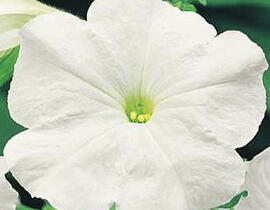Petúnie velkokvětá 'Finity White' - Petunia grandiflora 'Finity White'