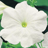 Petunia grandiflora 'Finity White'.png
