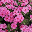 Plamenka drummondova 'Phloxstar Pink' - Phlox drummondii 'Phloxstar Pink'