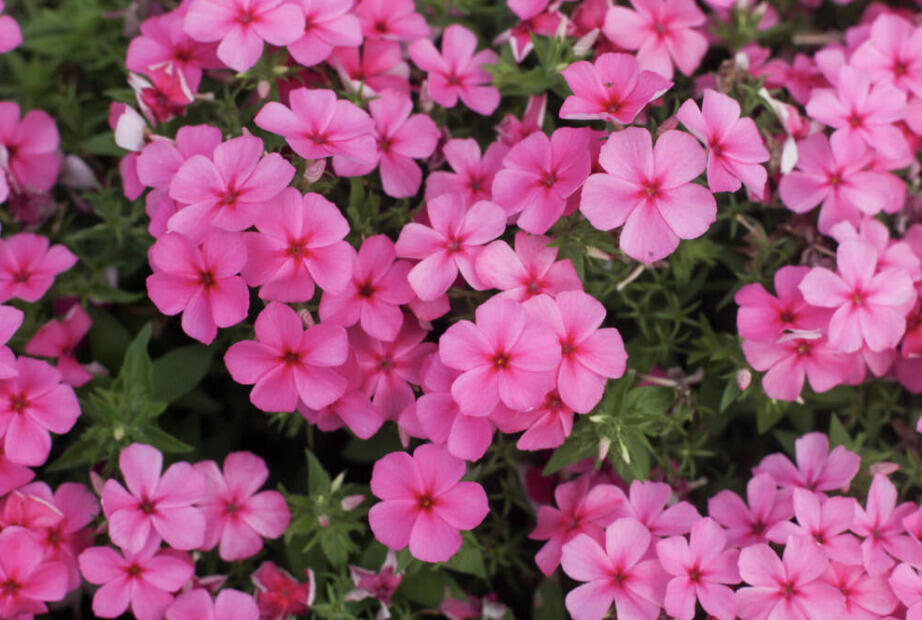 Plamenka drummondova 'Phloxstar Pink' - Phlox drummondii 'Phloxstar Pink'