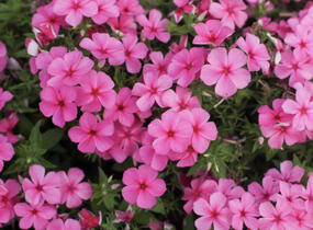 Plamenka drummondova 'Phloxstar Pink' - Phlox drummondii 'Phloxstar Pink'