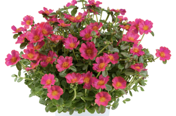 Šrucha 'Pazzaz Nano Fuchsia' - Portulaca umbraticola 'Pazzaz Nano Fuchsia'