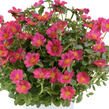 Šrucha 'Pazzaz Nano Fuchsia' - Portulaca umbraticola 'Pazzaz Nano Fuchsia'