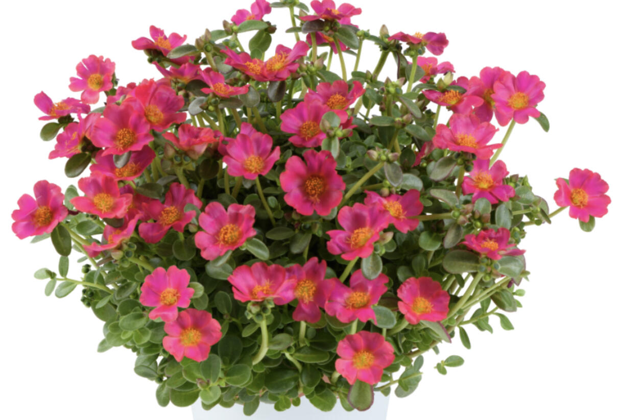 Šrucha 'Pazzaz Nano Fuchsia' - Portulaca umbraticola 'Pazzaz Nano Fuchsia'