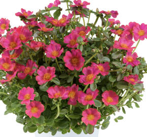 Šrucha 'Pazzaz Nano Fuchsia'