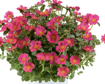 Šrucha 'Pazzaz Nano Fuchsia'