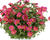Šrucha 'Pazzaz Nano Fuchsia'