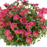 Portulaca umbraticola 'Pazzaz Nano Fuchsia'.png