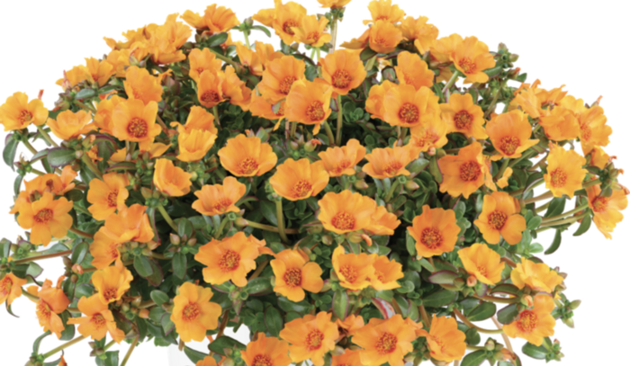 Šrucha 'Pazzaz Nano Mango' - Portulaca umbraticola 'Pazzaz Nano Mango