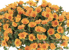 Šrucha 'Pazzaz Nano Mango' - Portulaca umbraticola 'Pazzaz Nano Mango