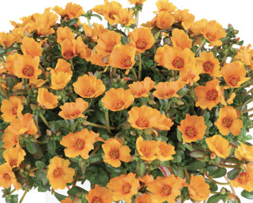 Šrucha 'Pazzaz Nano Mango'