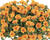 Šrucha 'Pazzaz Nano Mango'