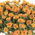 Portulaca umbraticola 'Pazzaz Nano Mango.png