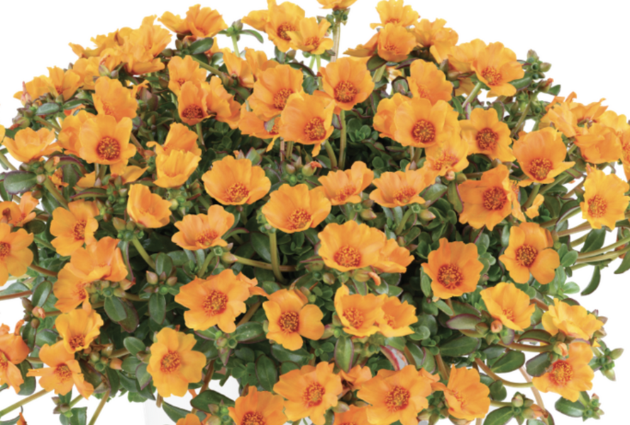 Šrucha 'Pazzaz Nano Mango' - Portulaca umbraticola 'Pazzaz Nano Mango