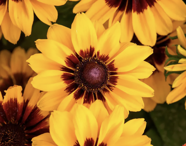 Třapatka srstnatá 'Pawnee Spirit' - Rudbeckia hirta 'Pawnee Spirit'