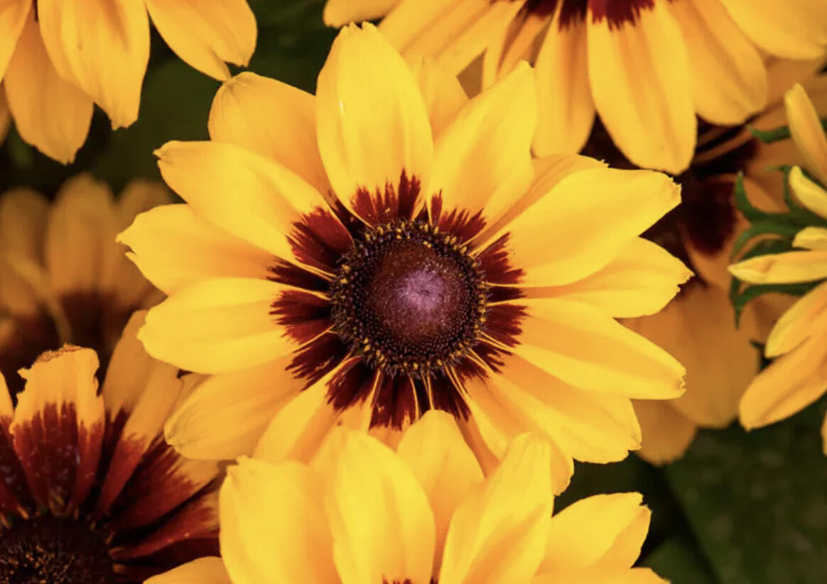 Třapatka srstnatá 'Pawnee Spirit' - Rudbeckia hirta 'Pawnee Spirit'