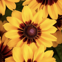 Třapatka srstnatá 'Pawnee Spirit' - Rudbeckia hirta 'Pawnee Spirit'