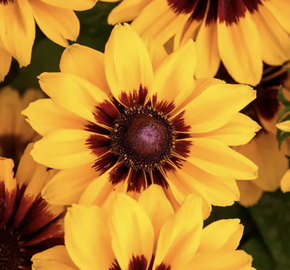 Třapatka srstnatá 'Pawnee Spirit' - Rudbeckia hirta 'Pawnee Spirit'