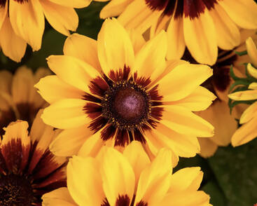 Třapatka srstnatá 'Pawnee Spirit'