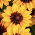 Rudbeckia hirta 'Pawnee Spirit'.png