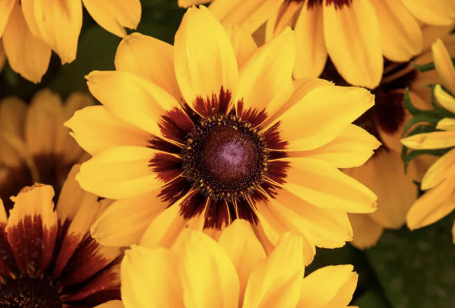 Třapatka srstnatá 'Pawnee Spirit' - Rudbeckia hirta 'Pawnee Spirit'
