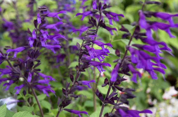 Šalvěj 'Amistad' - Salvia hybrida 'Amistad'