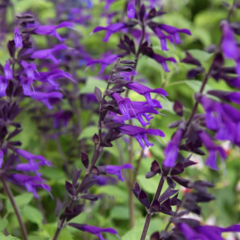 Šalvěj 'Amistad' - Salvia hybrida 'Amistad'