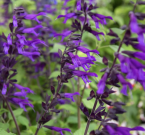 Šalvěj 'Amistad' - Salvia hybrida 'Amistad'