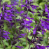 Salvia hybrida 'Amistad'  .png