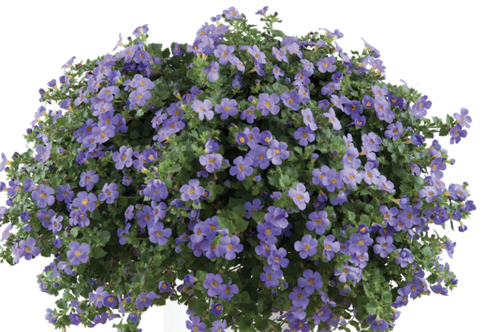 Bakopa 'Gulliver Blue' - Sutera diffusus 'Gulliver Blue'