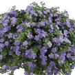 Bakopa 'Gulliver Blue' - Sutera diffusus 'Gulliver Blue'