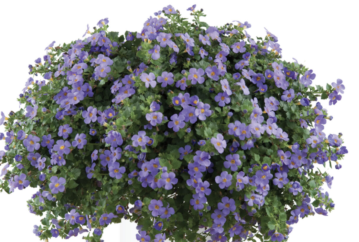Bakopa 'Gulliver Blue' - Sutera diffusus 'Gulliver Blue'