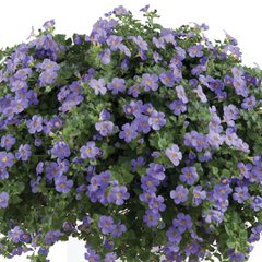 Bakopa 'Gulliver Blue' - Sutera diffusus 'Gulliver Blue'