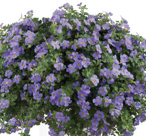 Bakopa 'Gulliver Blue'