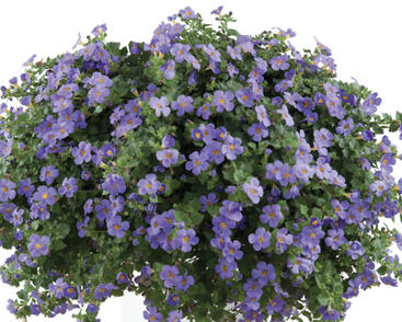 Bakopa 'Gulliver Blue'