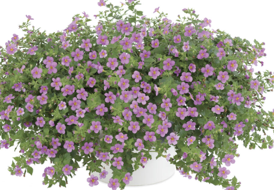 Bakopa 'Gulliver Pink' - Sutera diffusus 'Gulliver Pink'