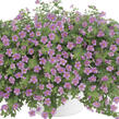 Bakopa 'Gulliver Pink' - Sutera diffusus 'Gulliver Pink'