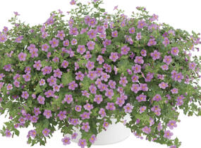 Bakopa 'Gulliver Pink' - Sutera diffusus 'Gulliver Pink'