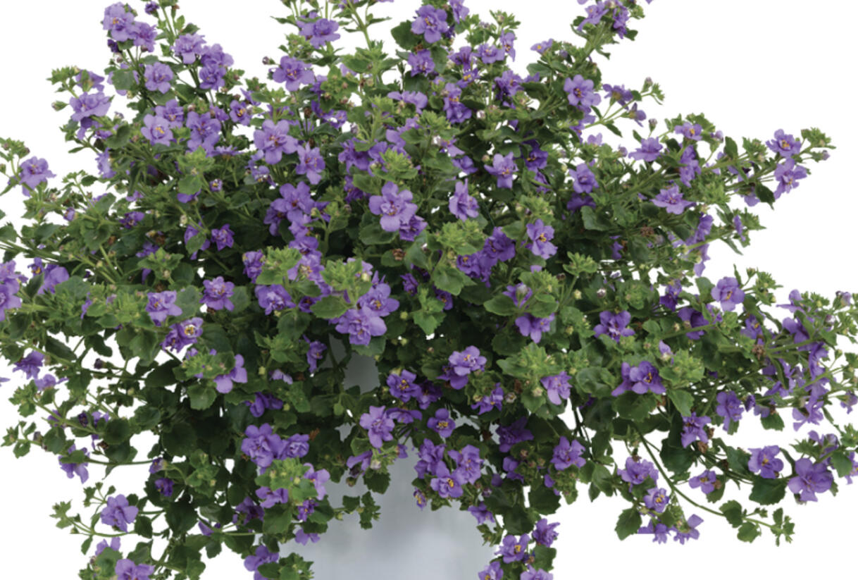 Bakopa 'Scopia Double Indigo' - Sutera diffusus 'Scopia Double Indigo'