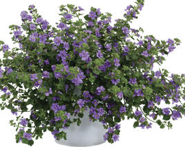 Bakopa 'Scopia Double Indigo'