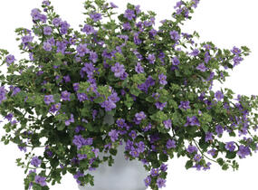 Bakopa 'Scopia Double Indigo' - Sutera diffusus 'Scopia Double Indigo'