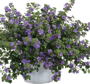 Bakopa 'Scopia Double Indigo'