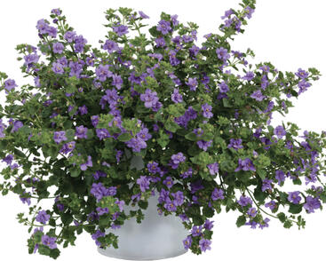 Bakopa 'Scopia Double Indigo'