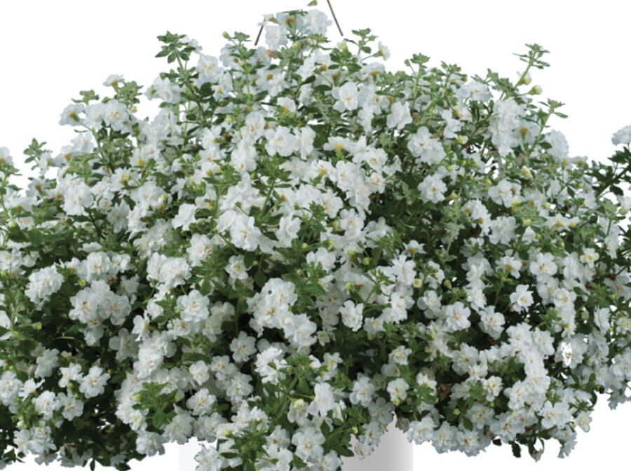 Bakokpa 'Scopia Double Snowball' - Sutera diffusus 'Scopia Double Snowball'