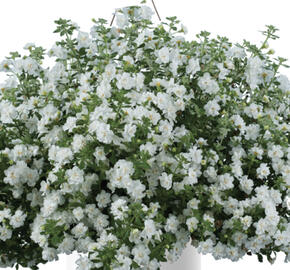 Bakopa 'Scopia Double Snowball'