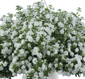 Bakokpa 'Scopia Double Snowball' - Sutera diffusus 'Scopia Double Snowball'