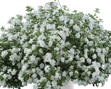 Bakopa 'Scopia Double Snowball'